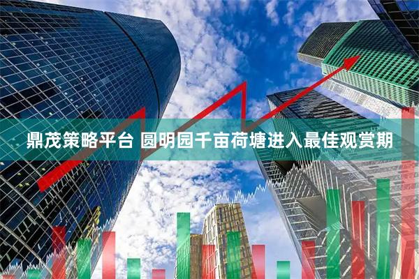 鼎茂策略平台 圆明园千亩荷塘进入最佳观赏期